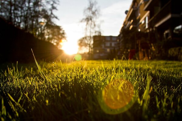 Beautiful summer sunset . macro shooting