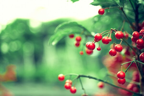 Sfondo del desktop natura bacche rosse fogliame verde