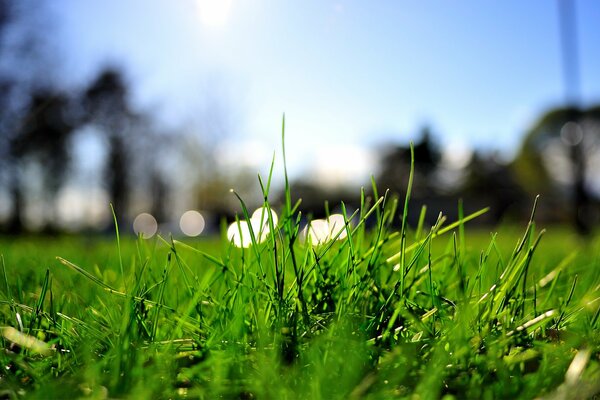 There are transparent lights in the green grass