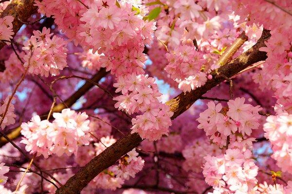 Cerisier fleurissant au printemps