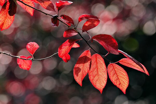 Branche d arbre d automne sur le fond des reflets de l automne
