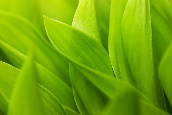 Fotografía macro de hojas de hierba verde