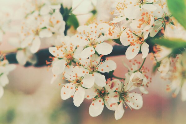 Flores delicadas blancas en primavera