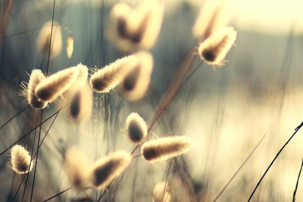 Stock Hintergrund mit Flaum im Wind