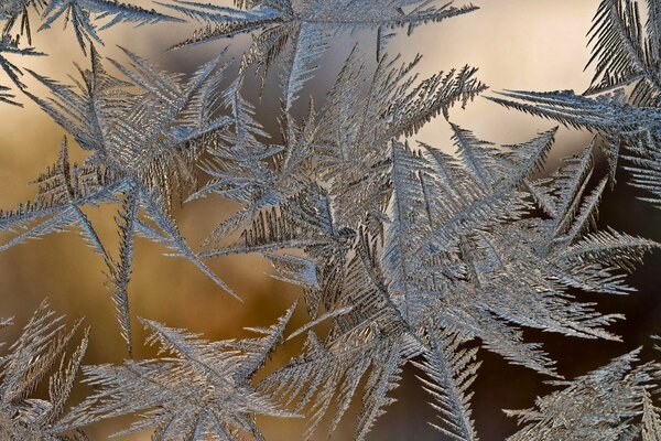 Frozen tree branches in winter