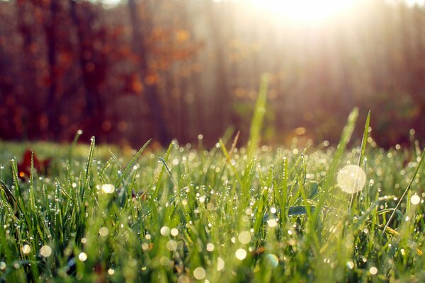 Die Sonnenstrahlen fallen mit Tau auf das Gras