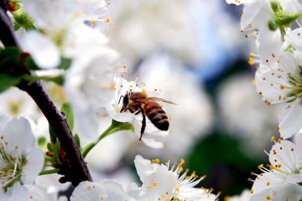 A bee collects honey from a cherry blossom