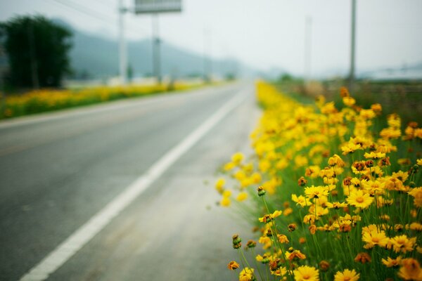 Fleurs jaunes au bord de la route