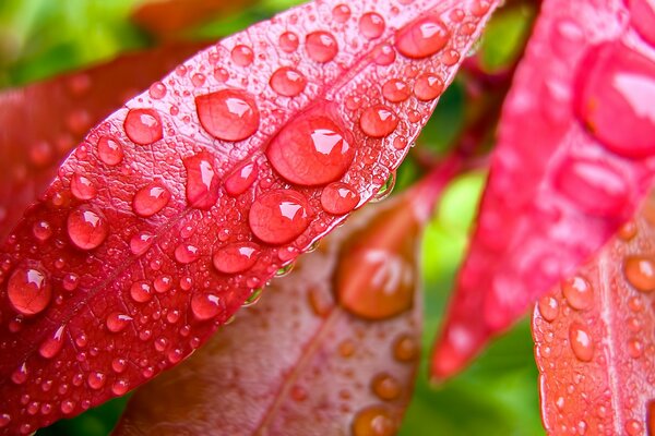 Morning dew drops on red leaves