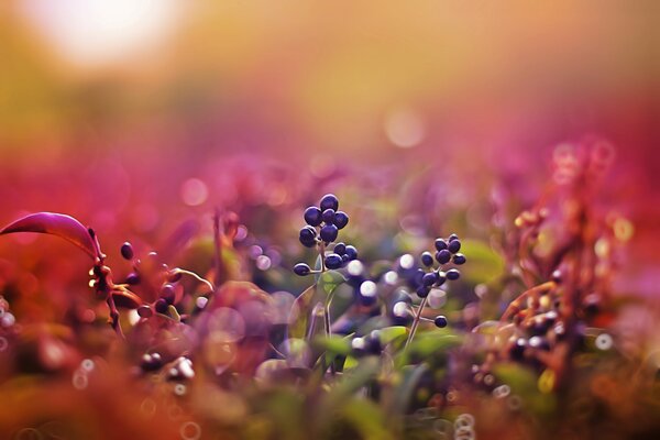 Berries at sunset. Pink background