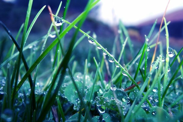 Dew drops on the grass after the rain