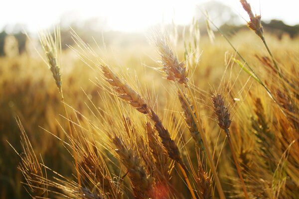 Die Ähren des Weizens im Feld am Morgen