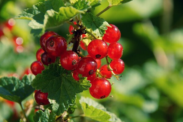 Juicy bunch of red currants