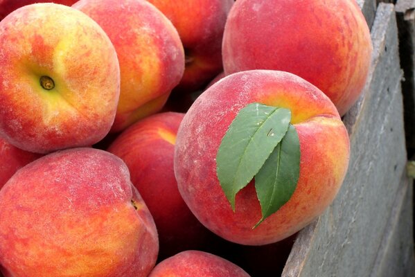 Delicious ripe peaches with leaves