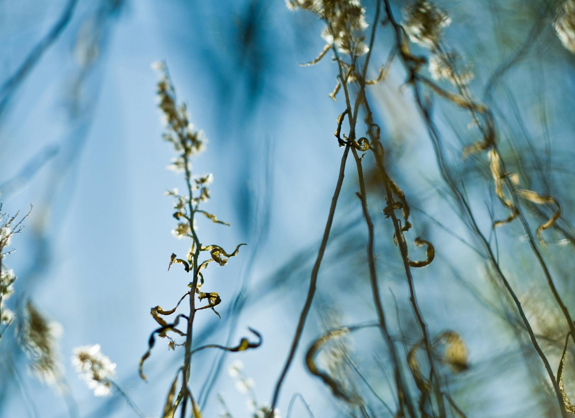 gras stamm blätter