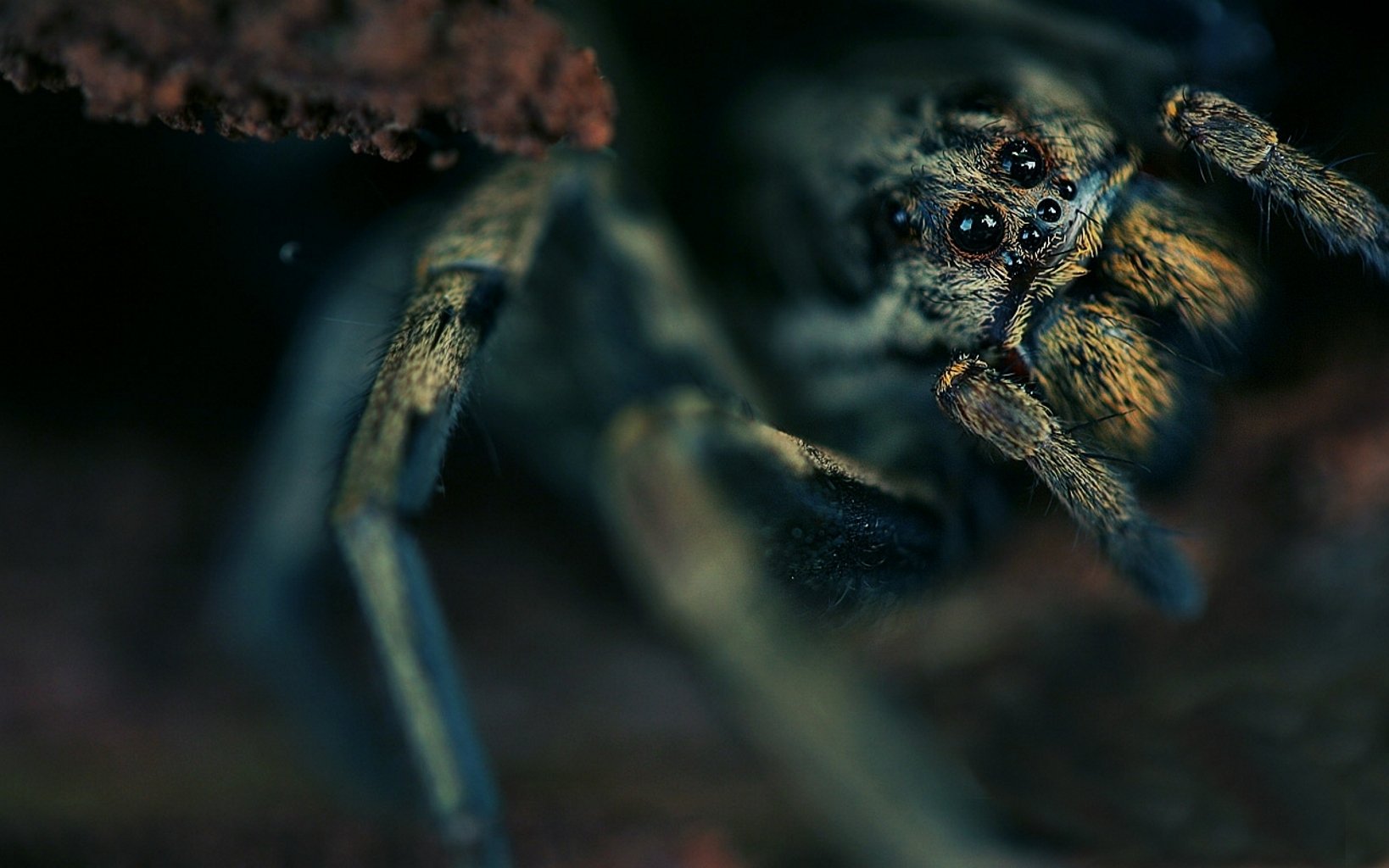 araña ojos torso peludo sin embargo