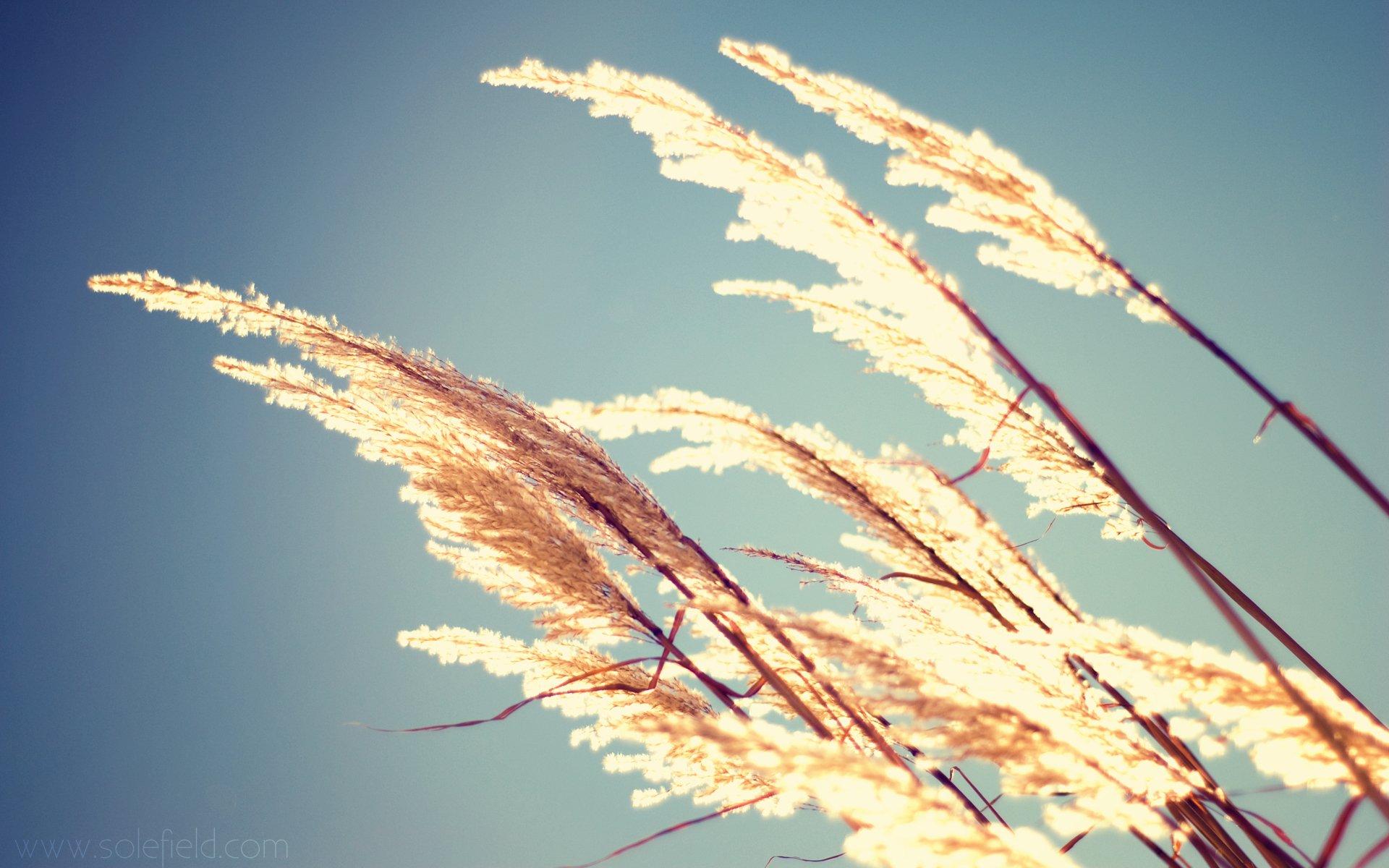 macro sole cielo