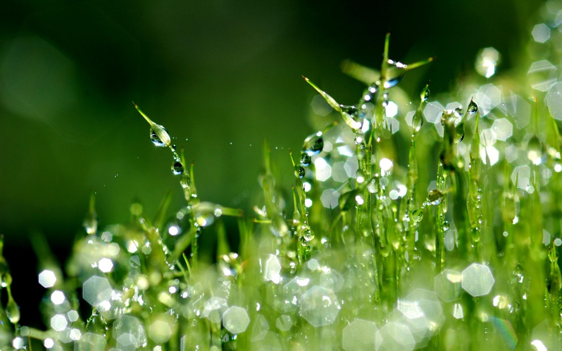 hierba césped rocío gotas macro