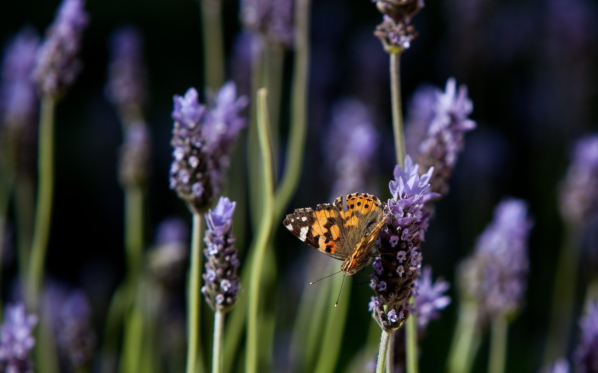 farfalla lavanda fiori natura