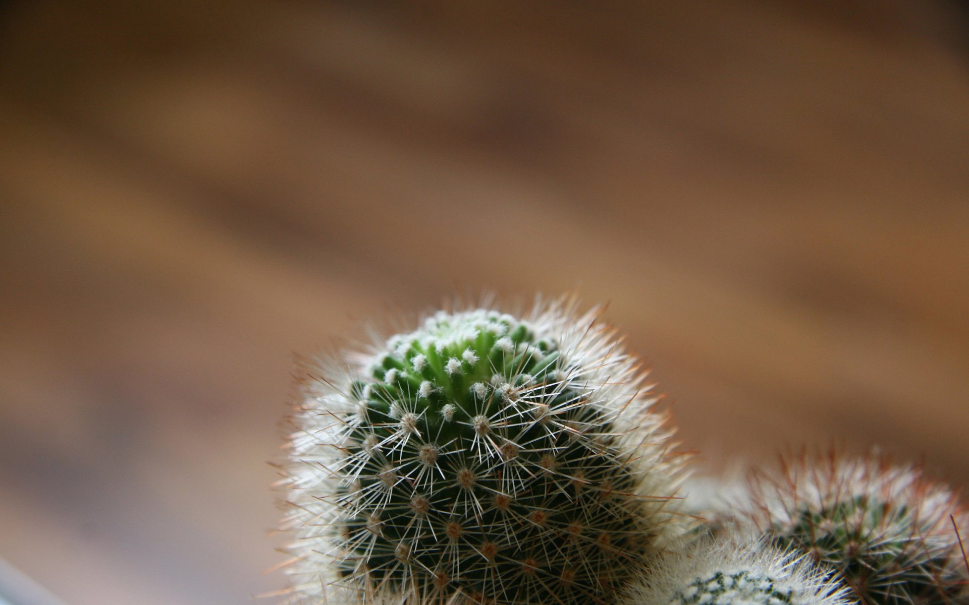 cactus aghi messa a fuoco contro le radiazioni