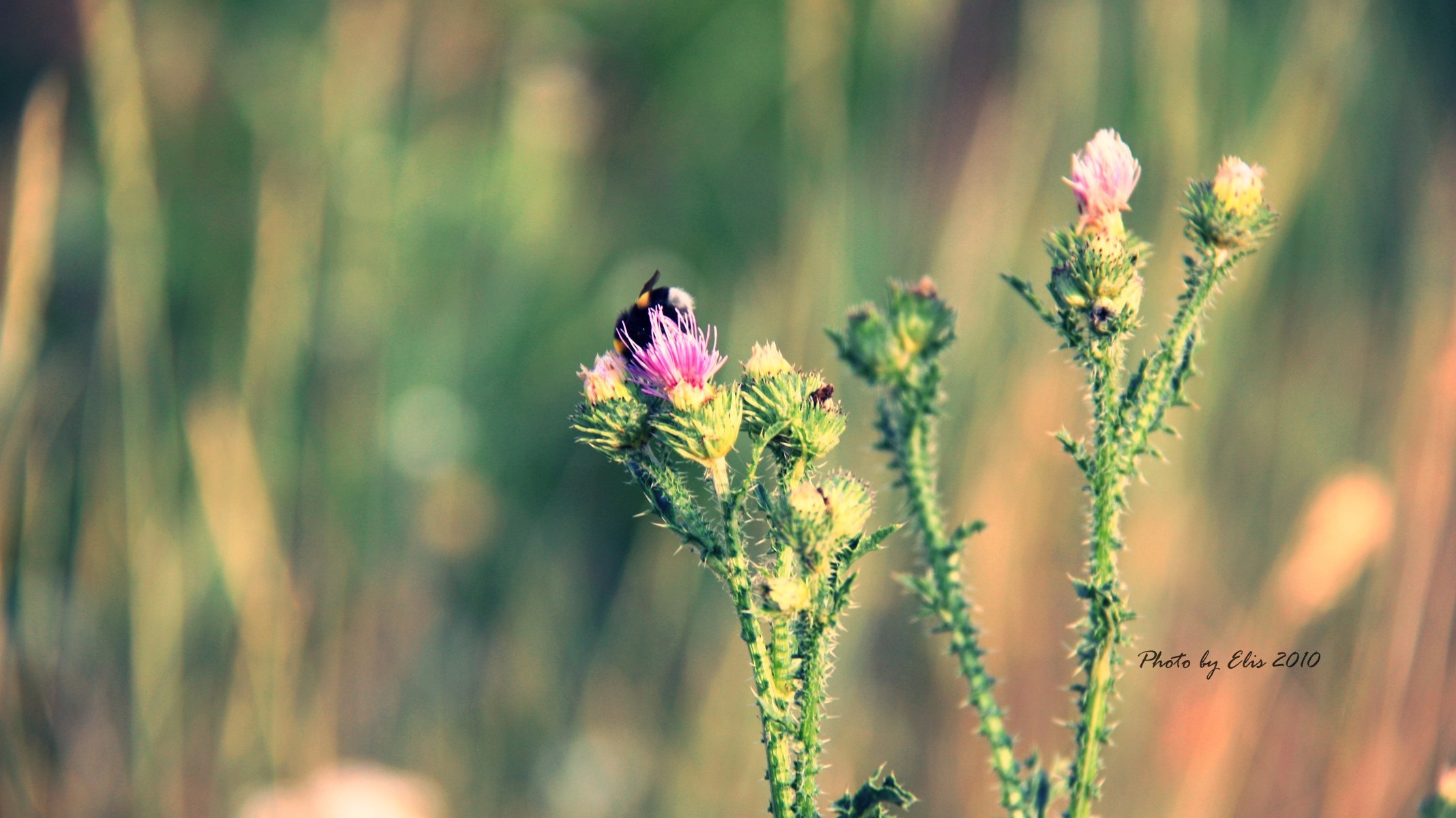 bumblebee thorn flower close up summer