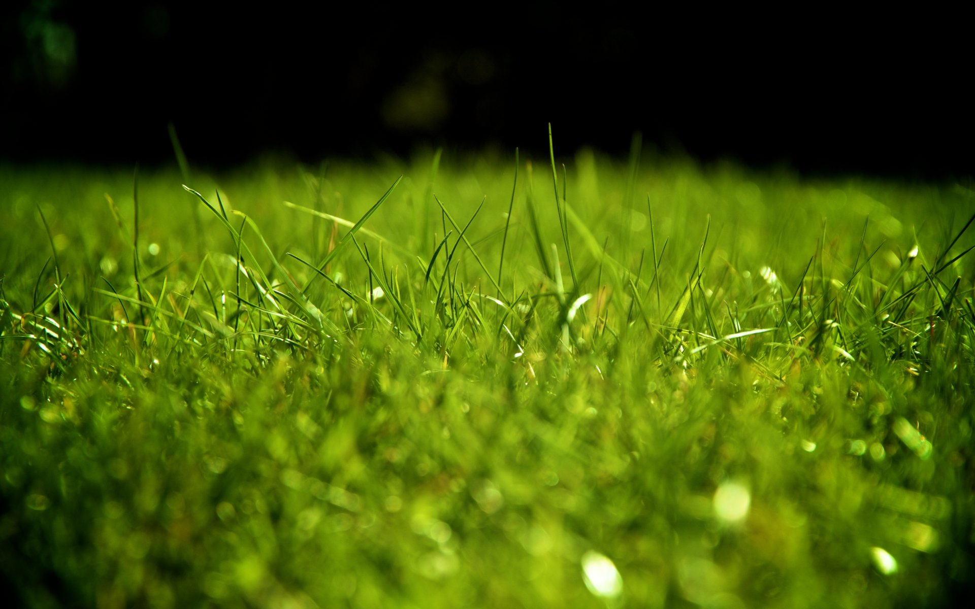 herbe pelouse verdure