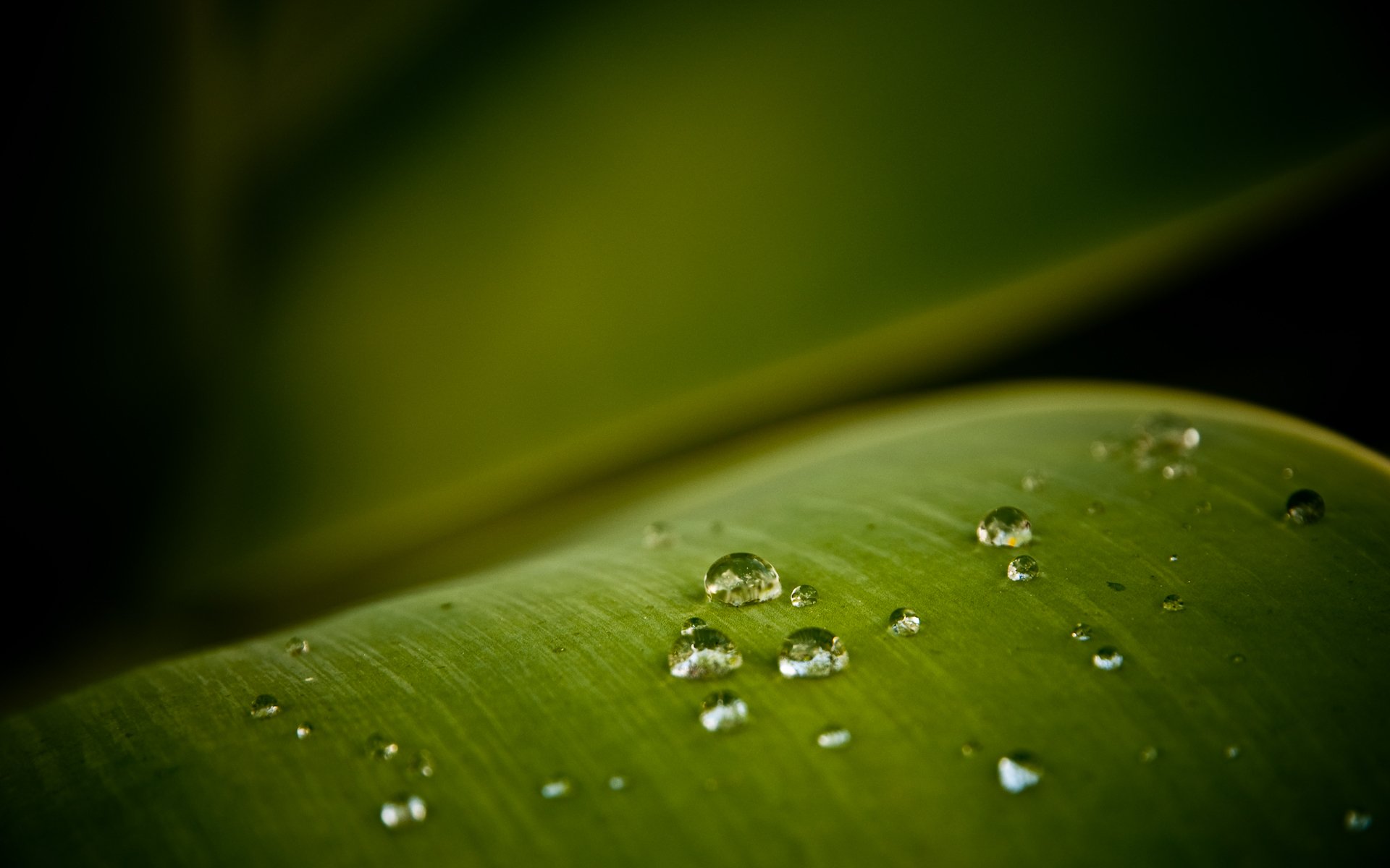 feuille verts goutte gros plan