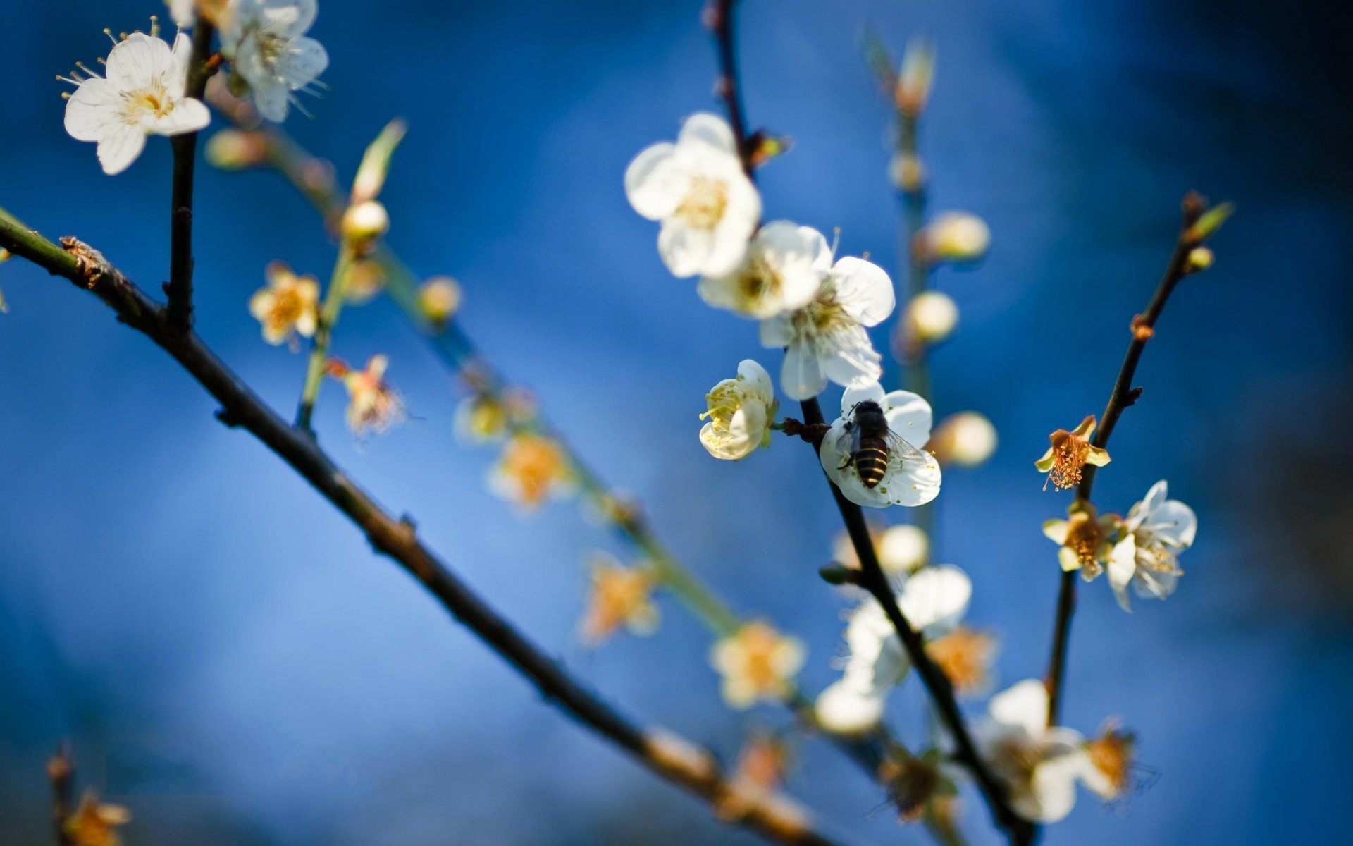 pring flower bee apple honey