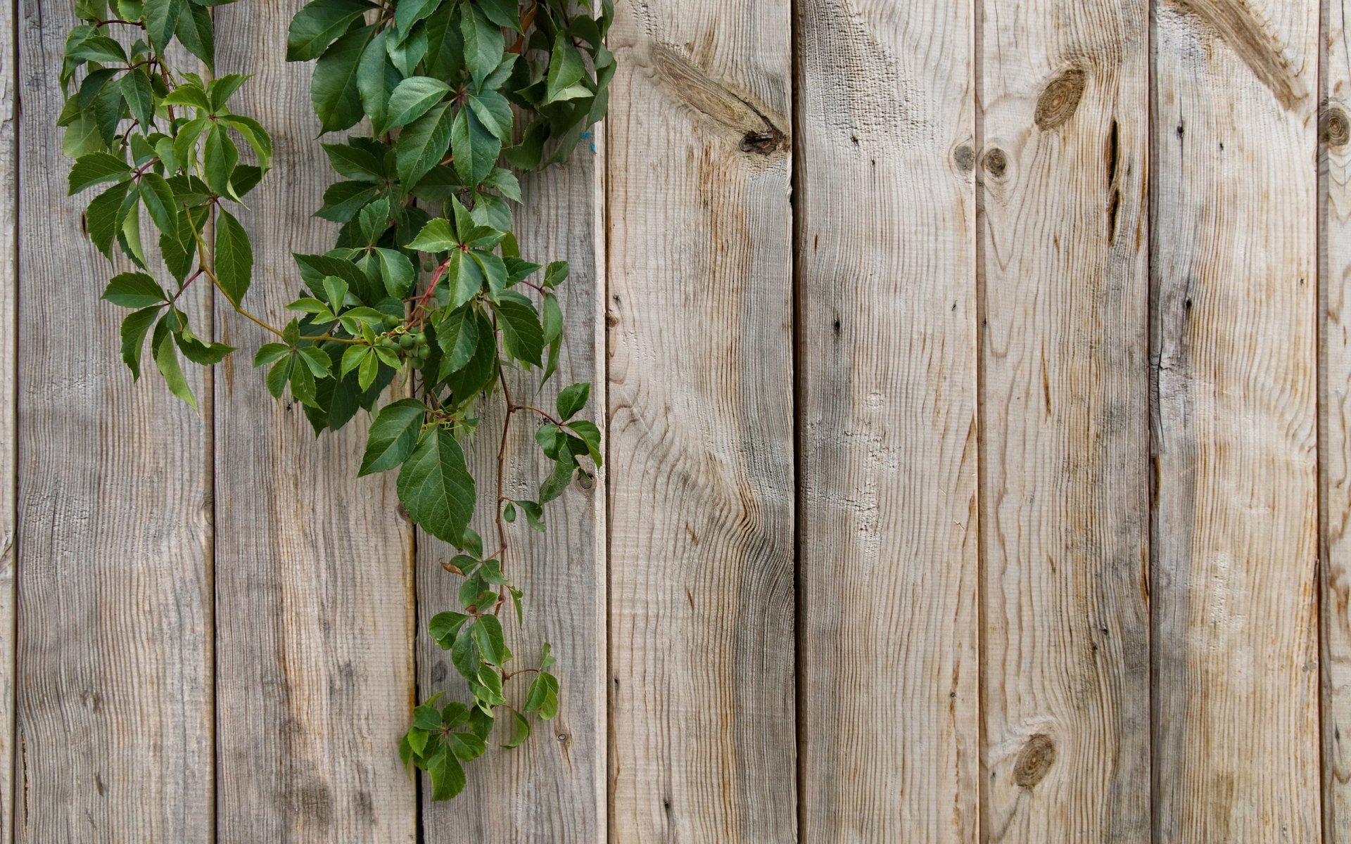 plants leaves green textures nature close fence creative