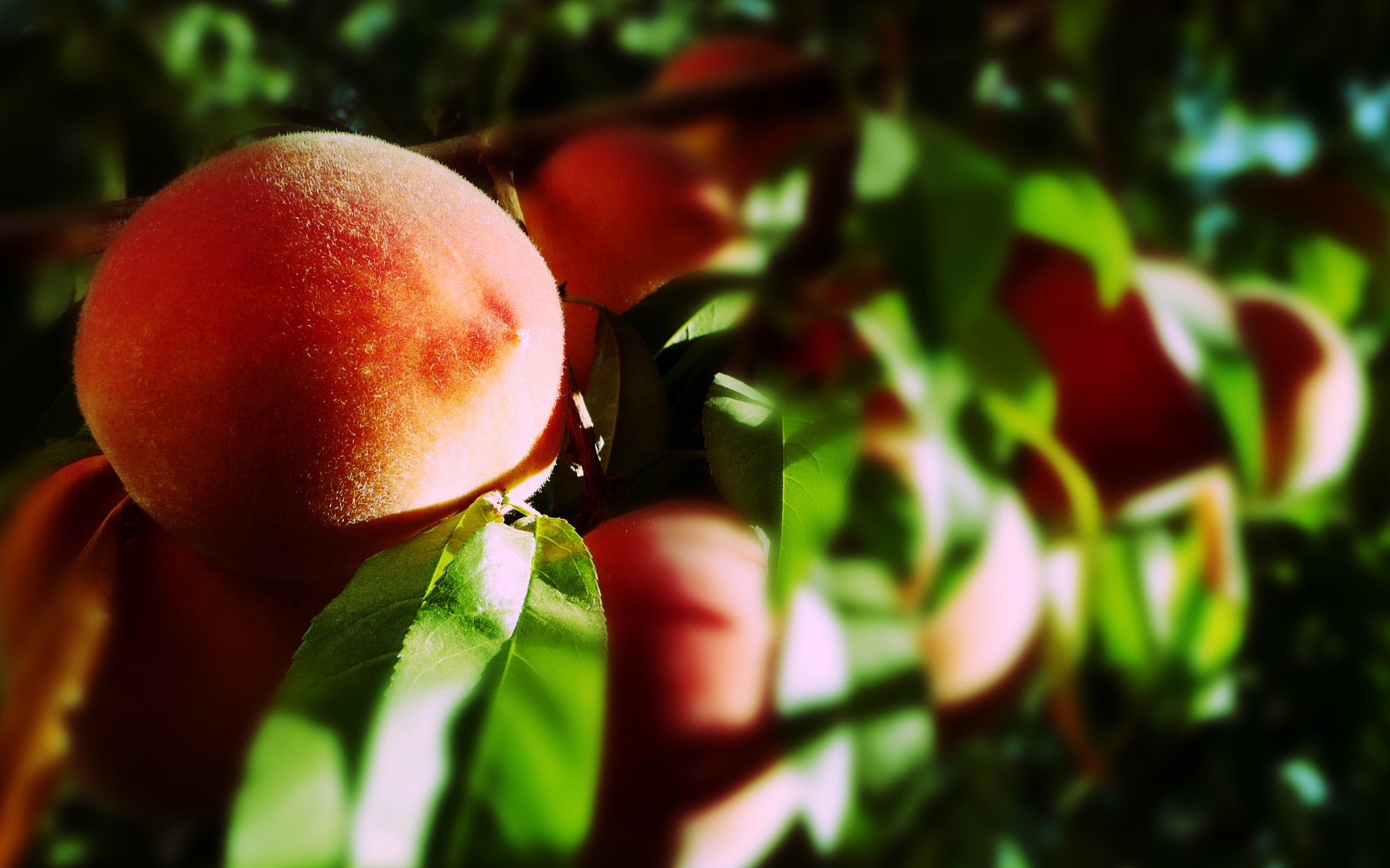 frutta frutta pesche foglie raggi del sole macro