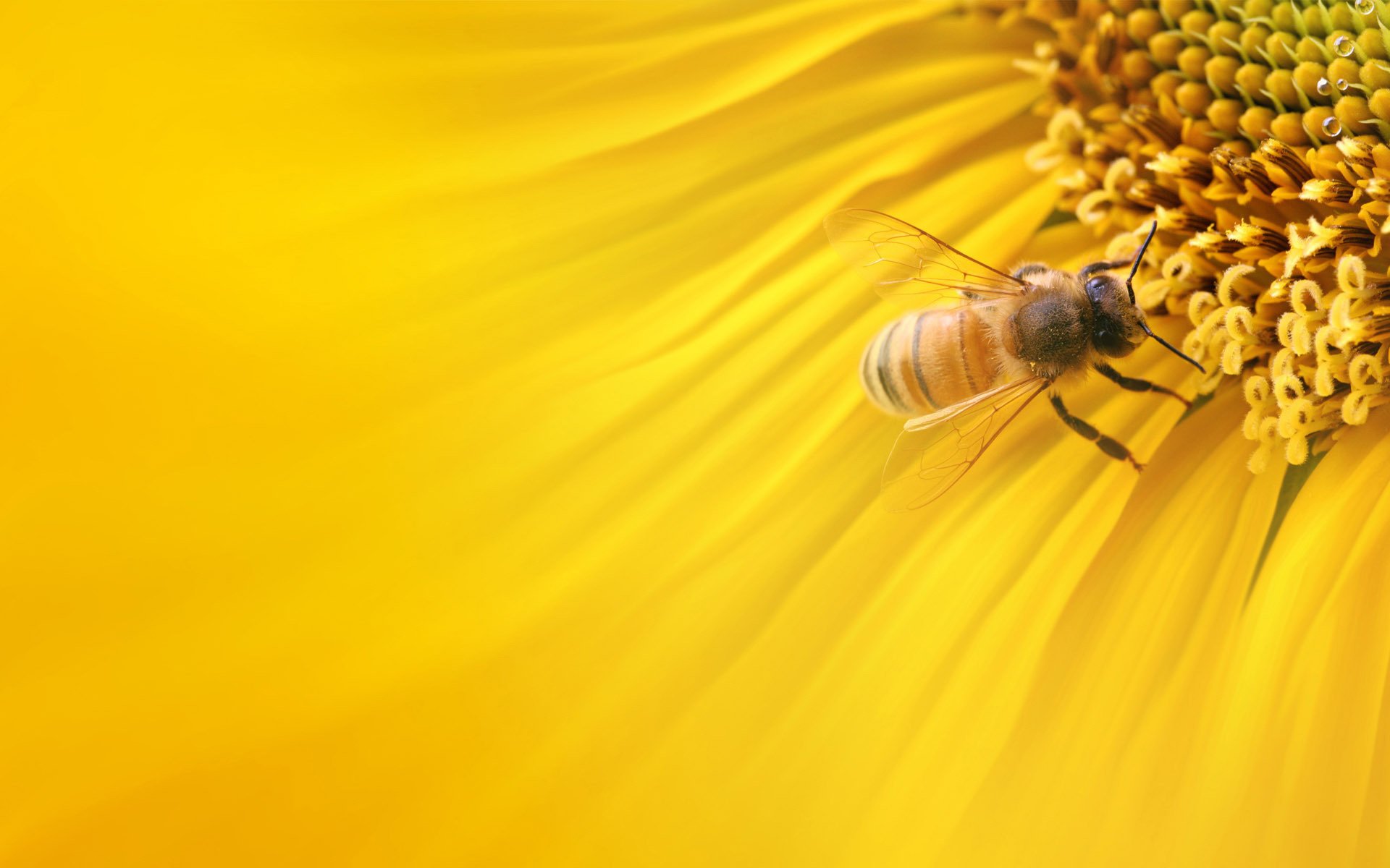 tournesol nature gros plan