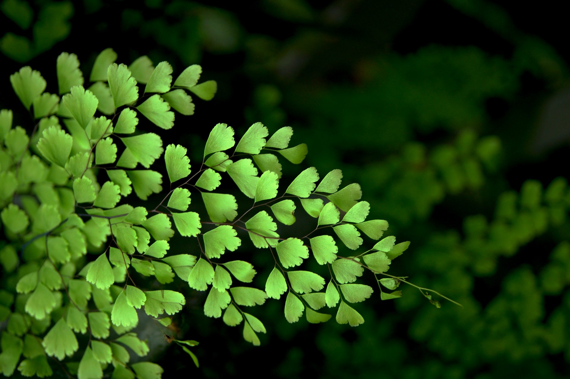 venus hair nature close up bushes leaves macro bush