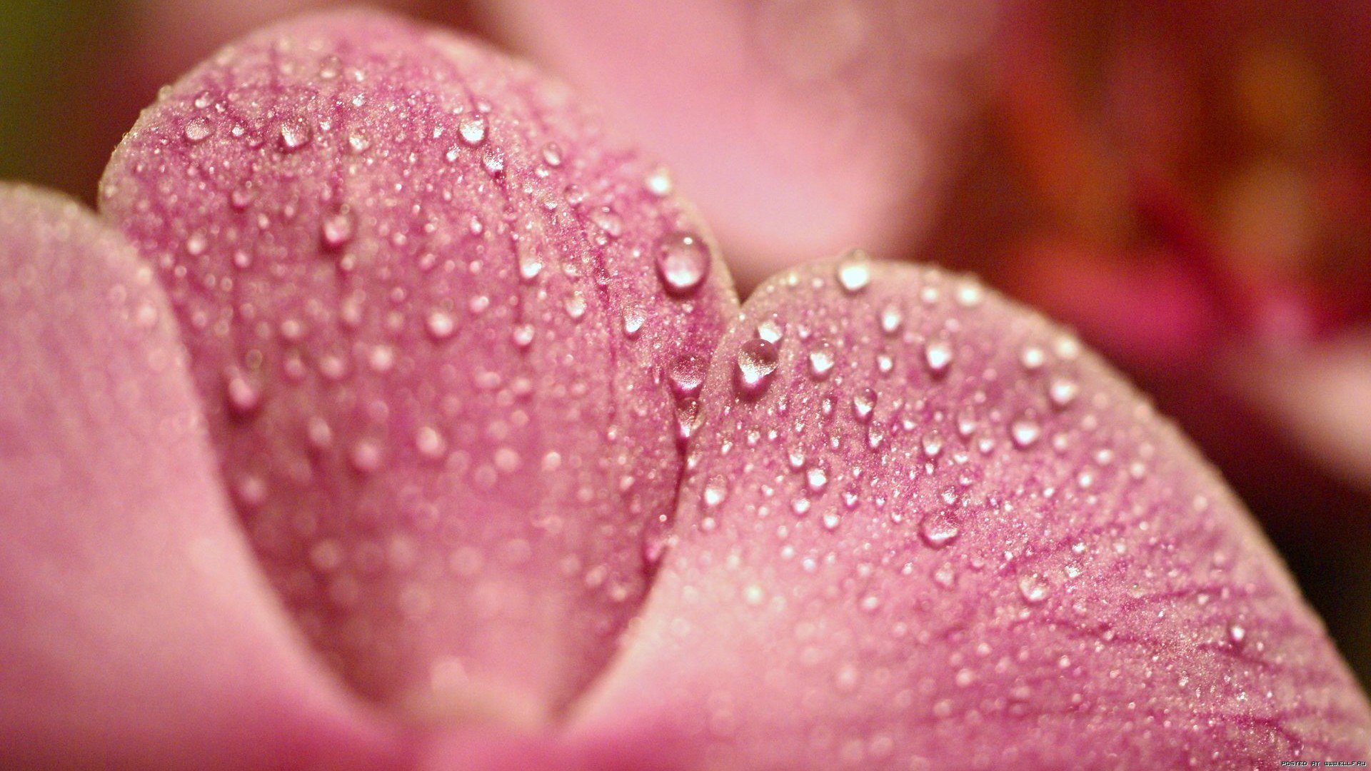 rosa petalo gocce rugiada macro