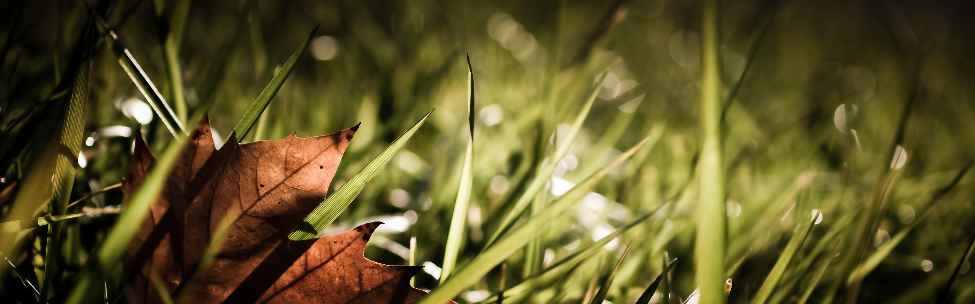 feuille herbe lumière