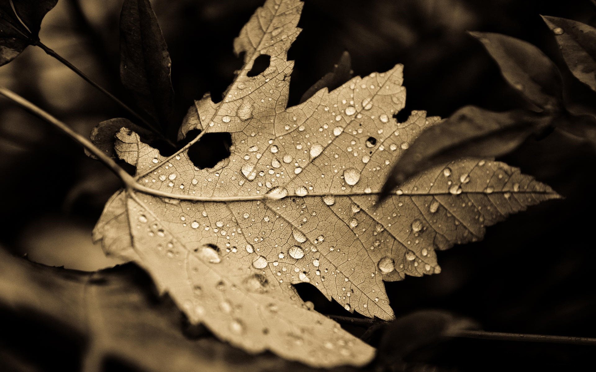 close up leaves piece drops nature background