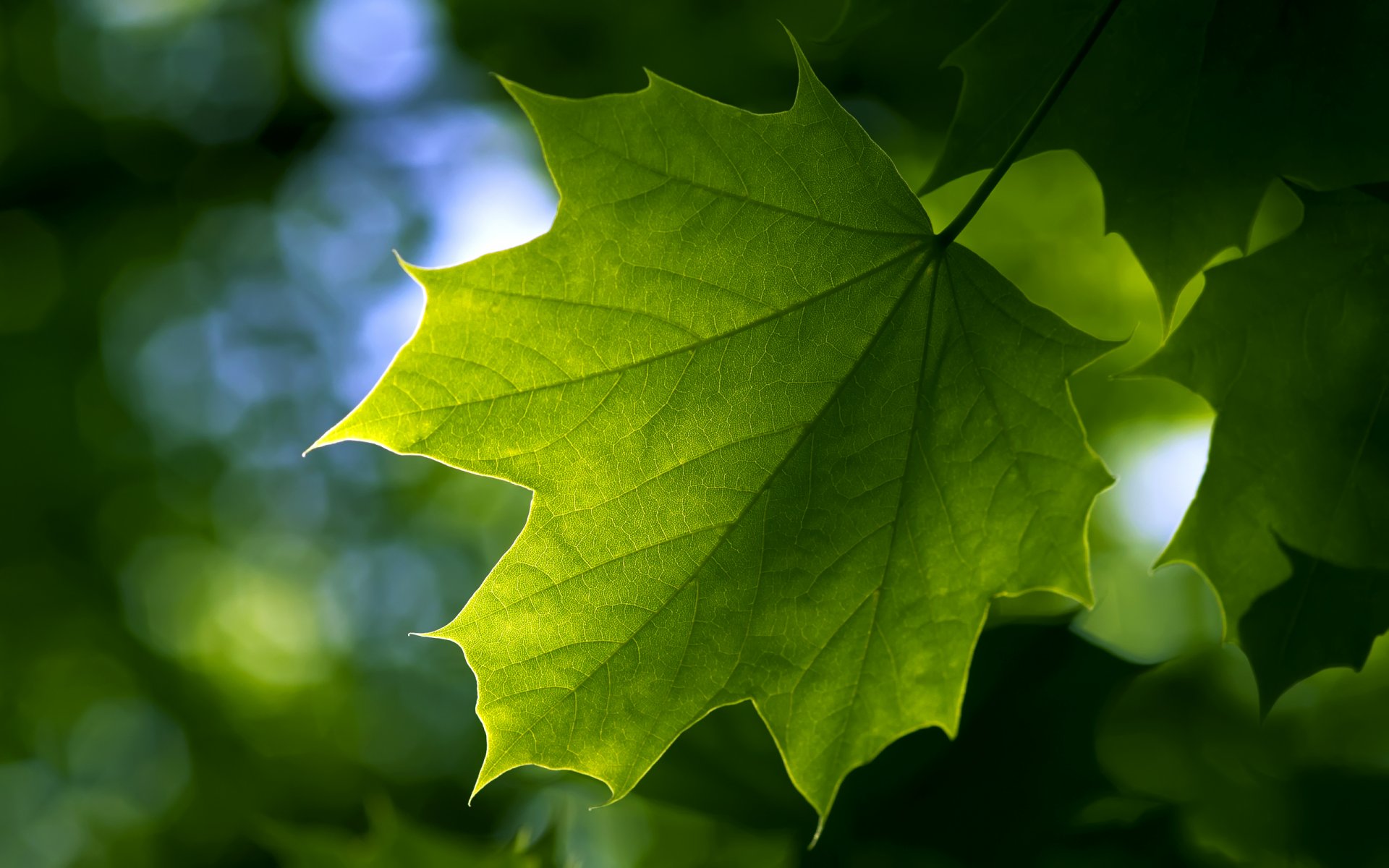 blatt ahorn sommer grün