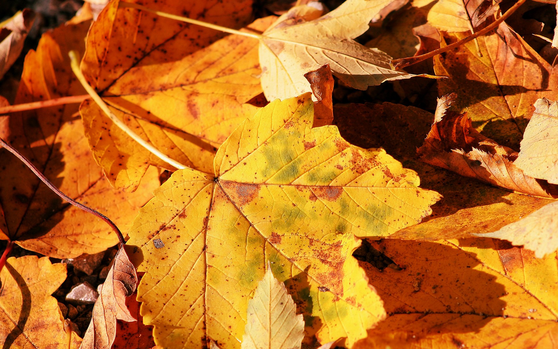 nature sheet autumn macro photo