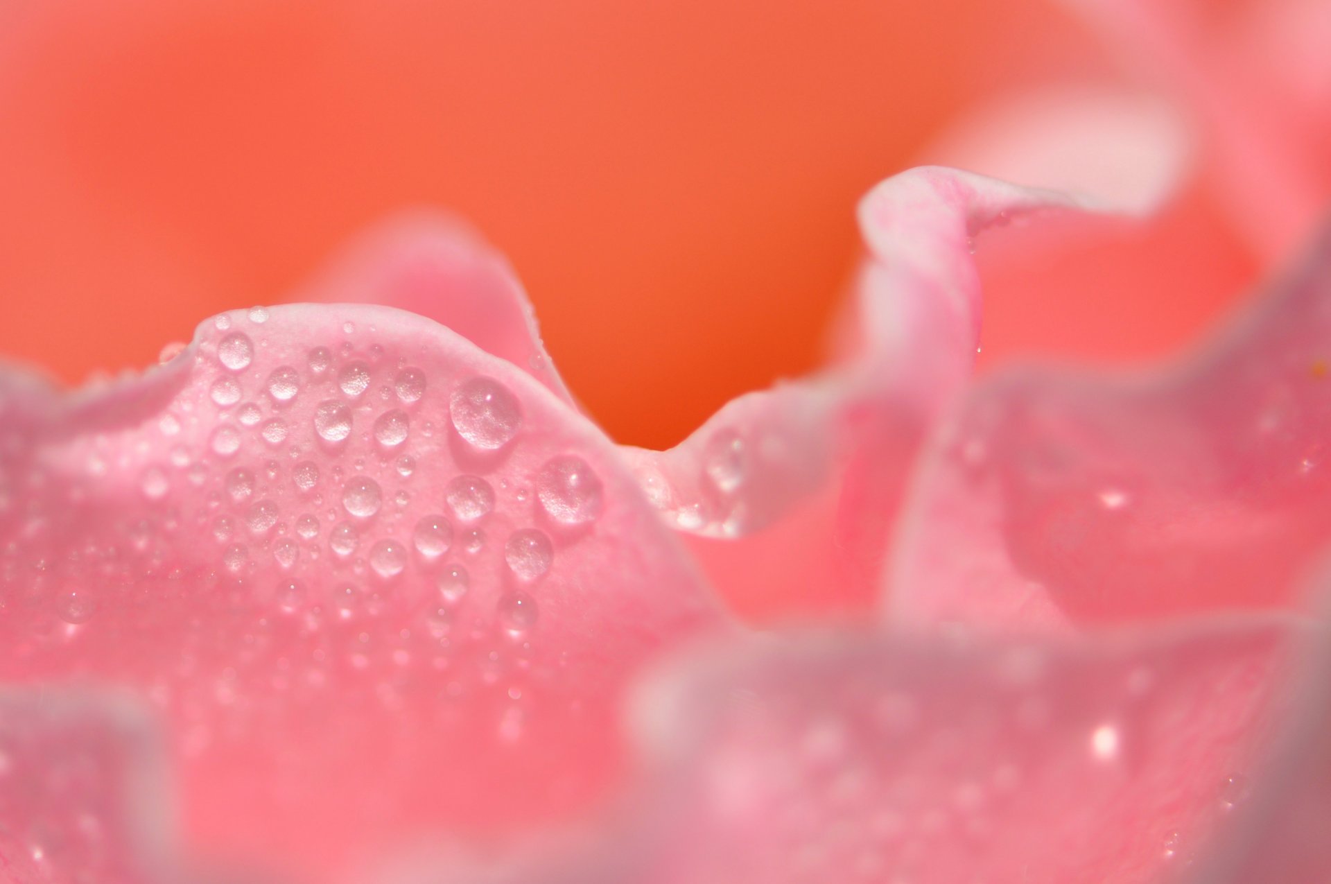 fiore rosa lipestoc capdi riflessione