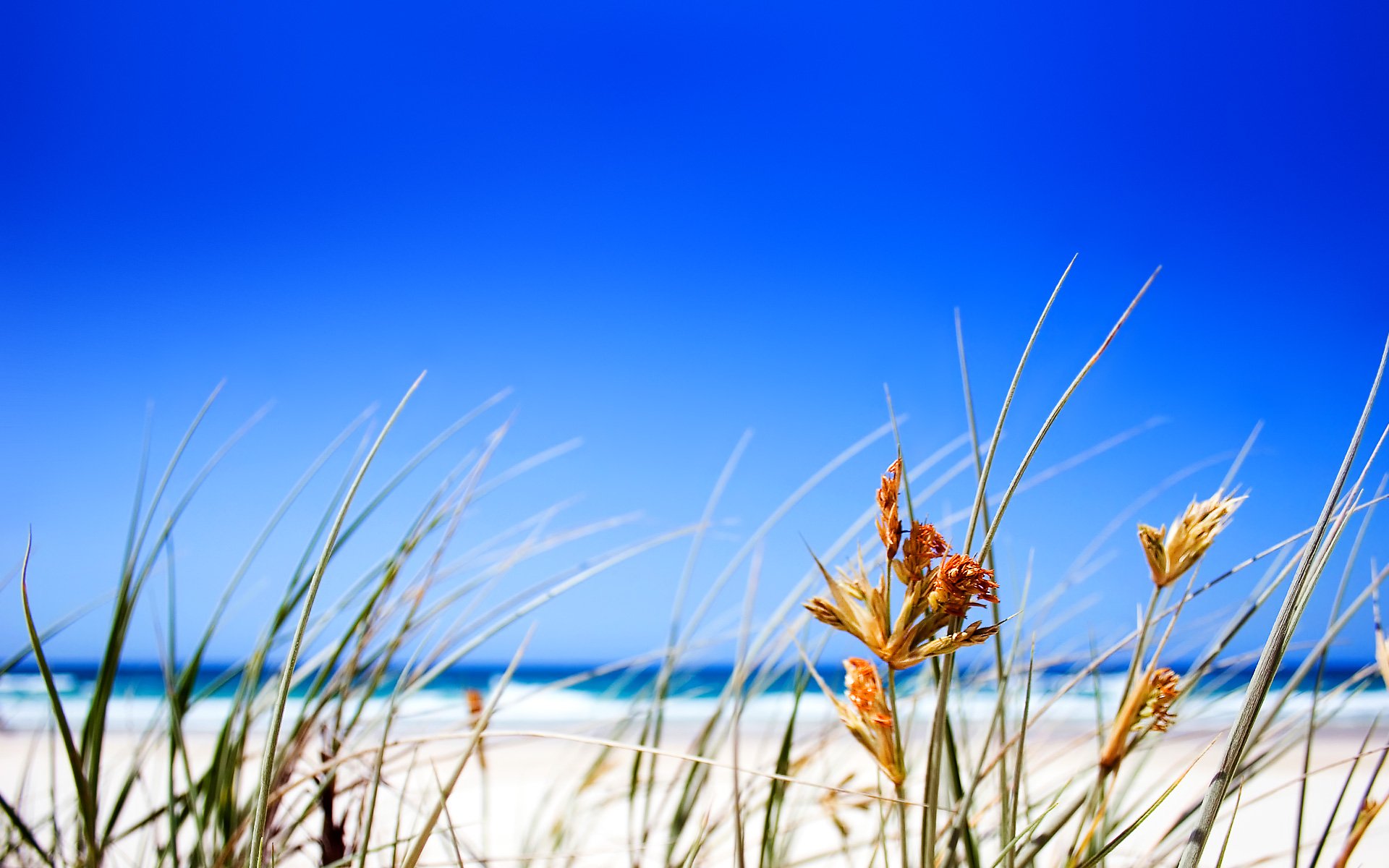 spiaggia erba orizzonte