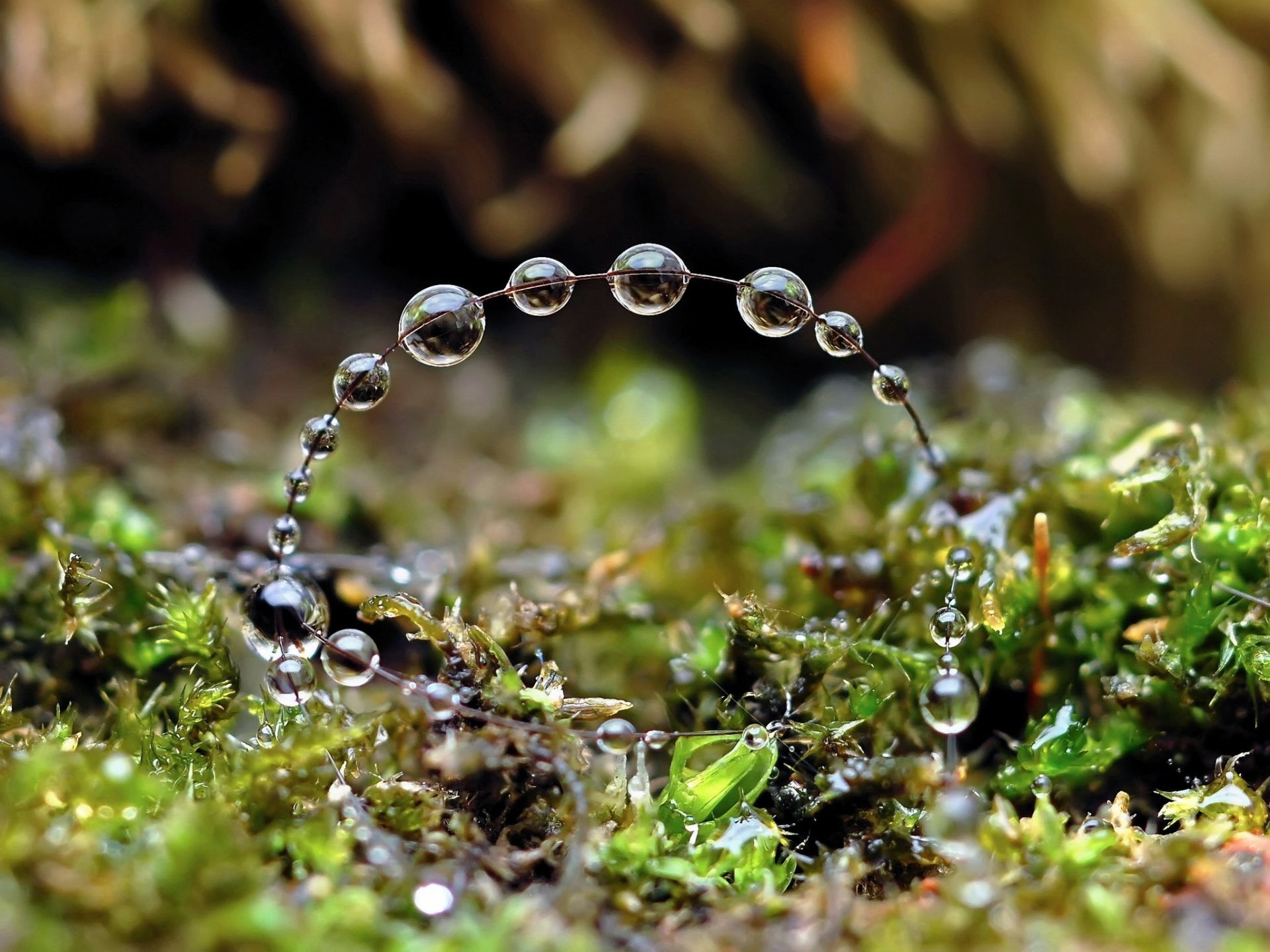 nature gouttes cercle eau herbe