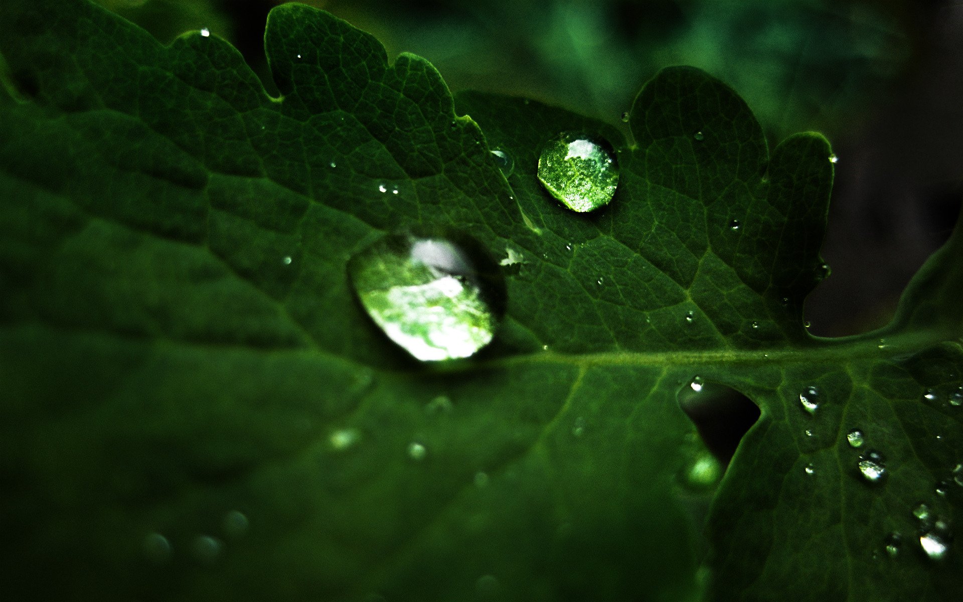 gotas macro hoja gotas