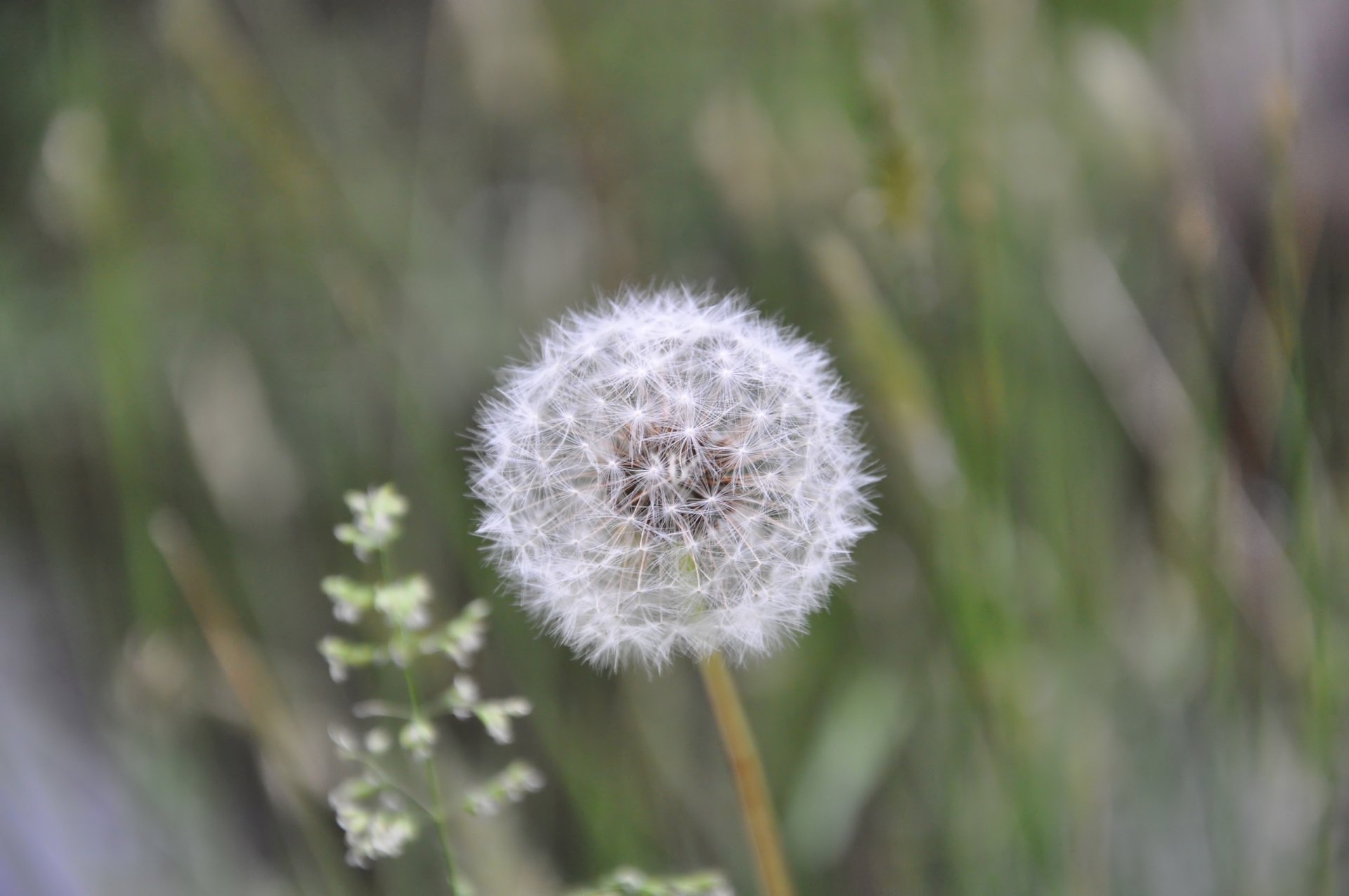 ummer dandelion furry white