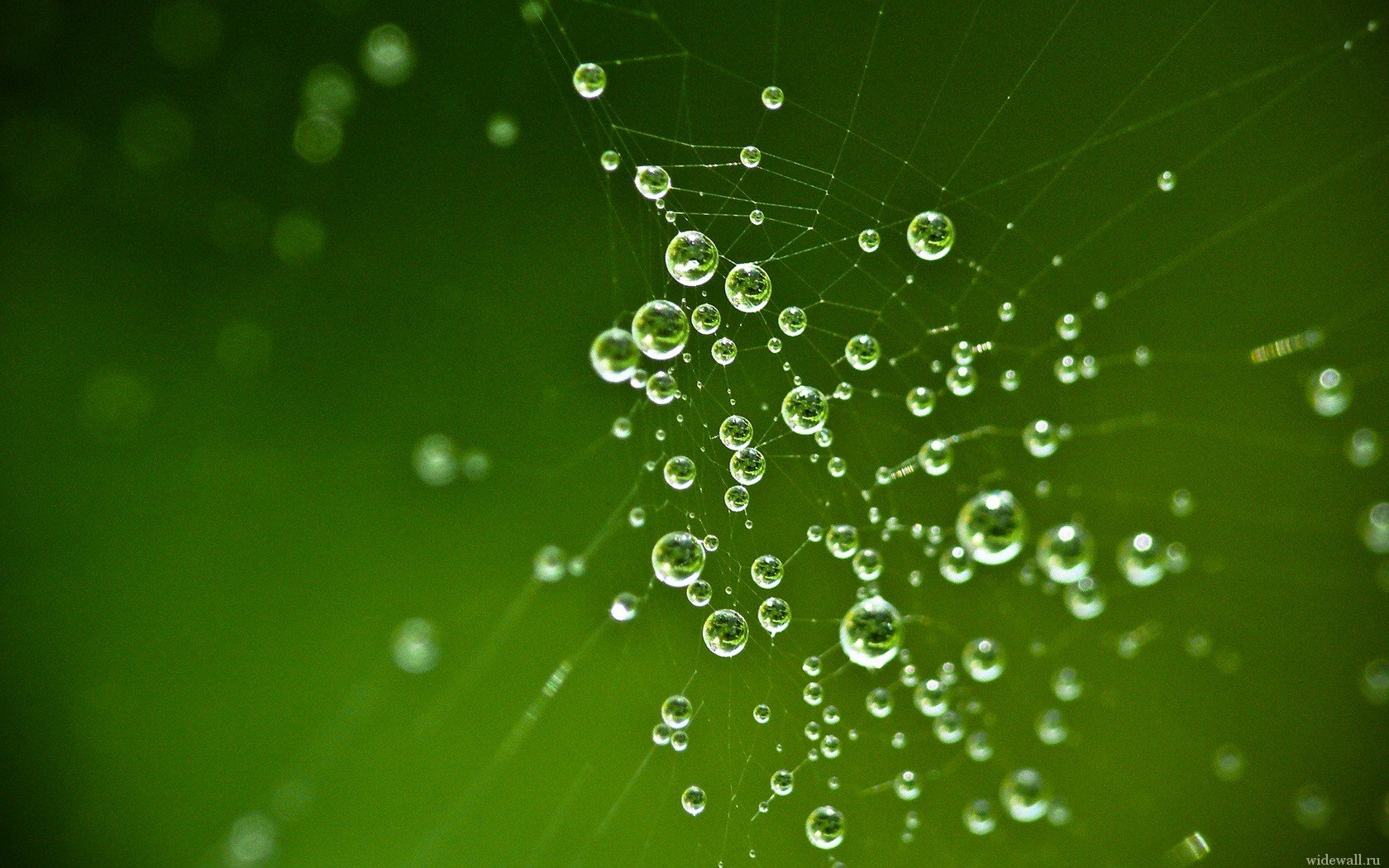 gouttes toile d araignée verdure