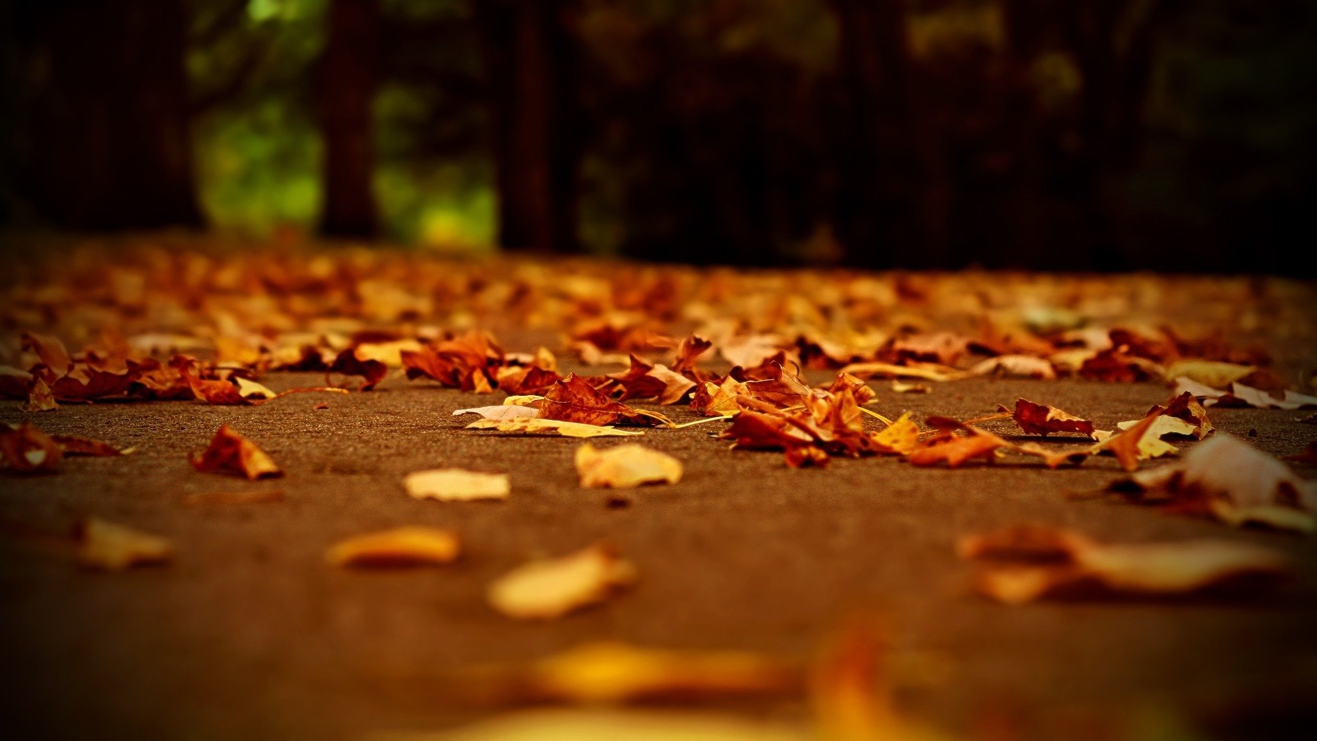 autunno strada sera