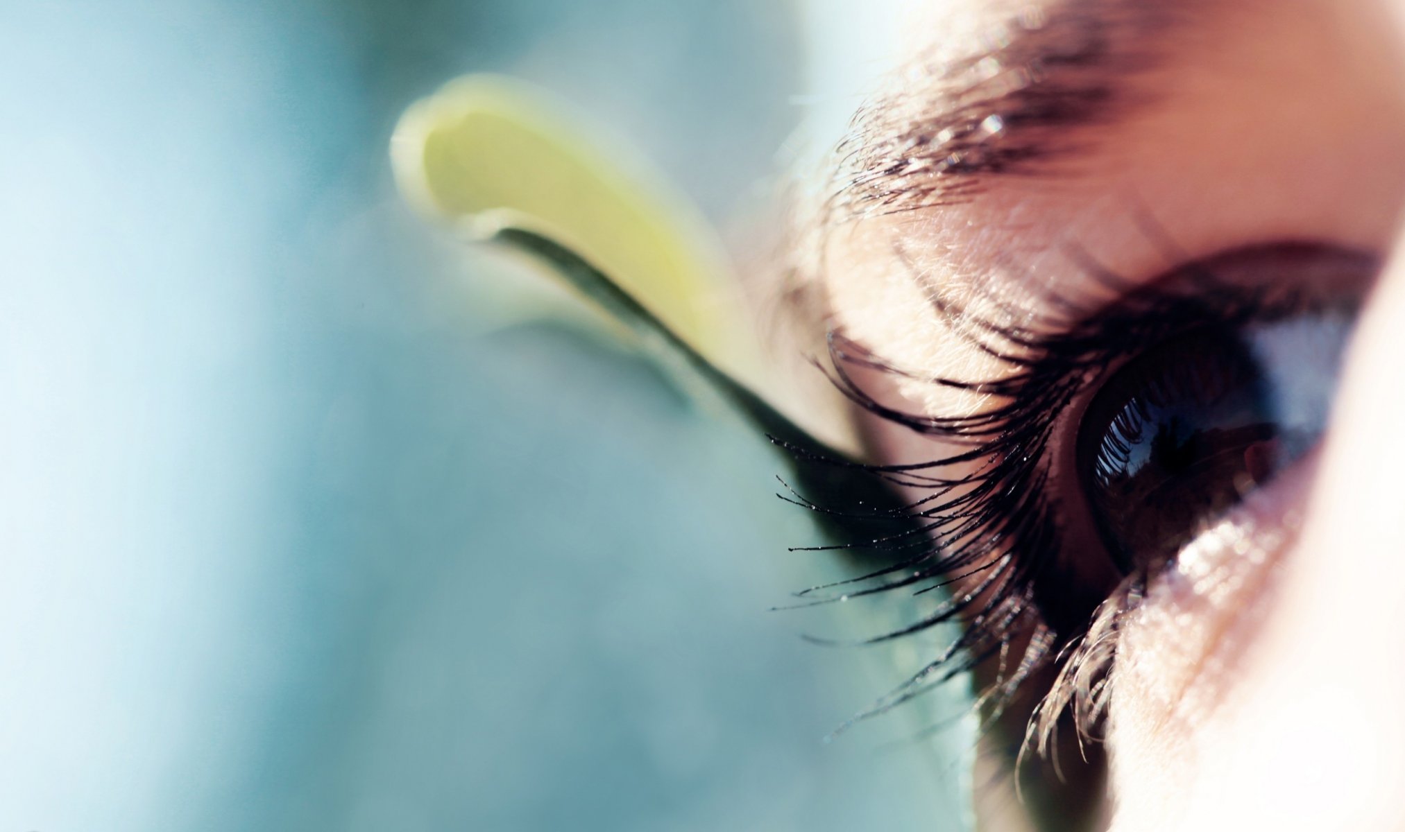 close up eye eyelash view