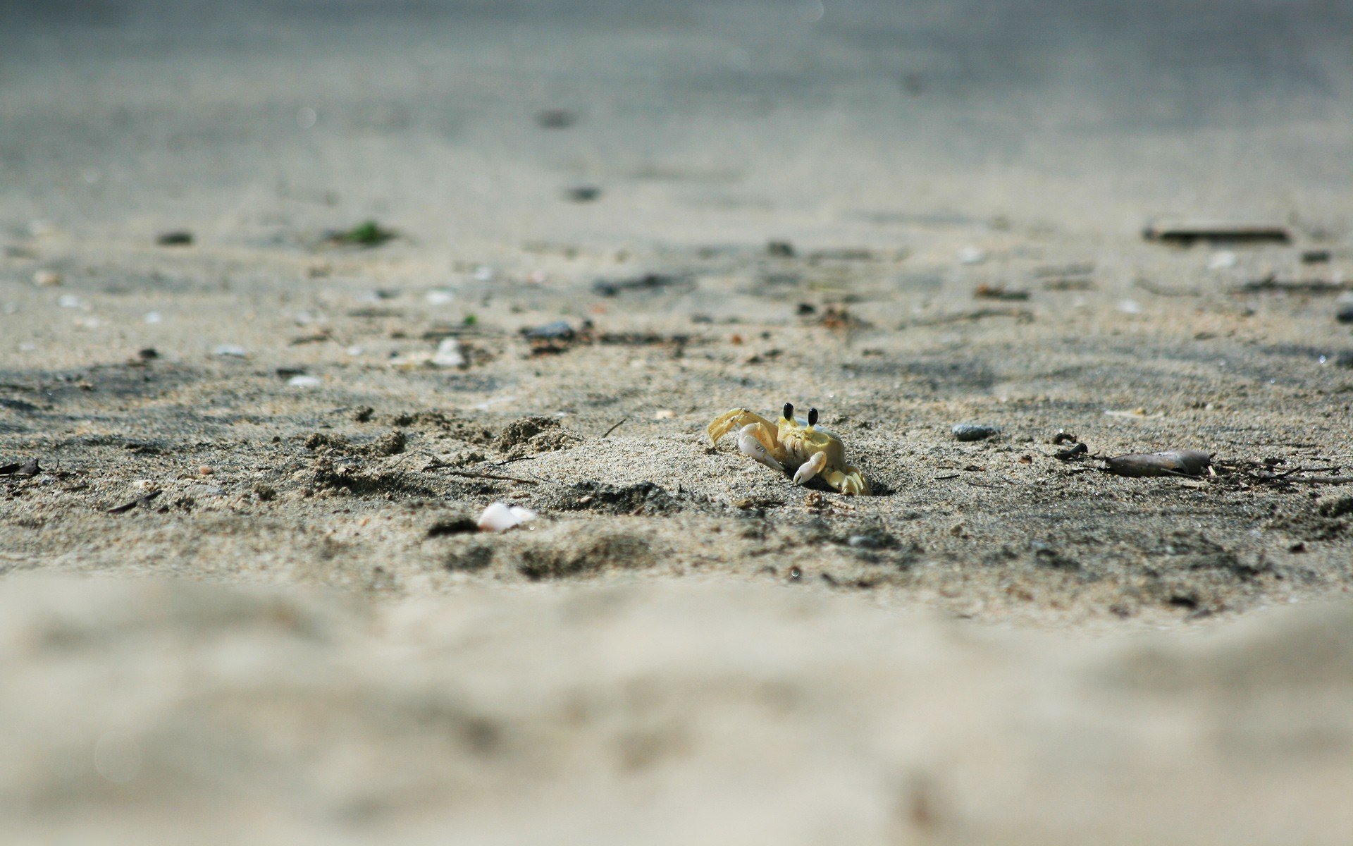 plaża piasek krab zwierzęta