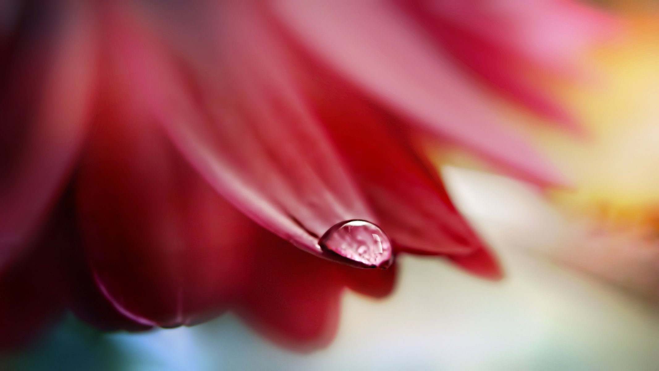 goutte fleur pétale