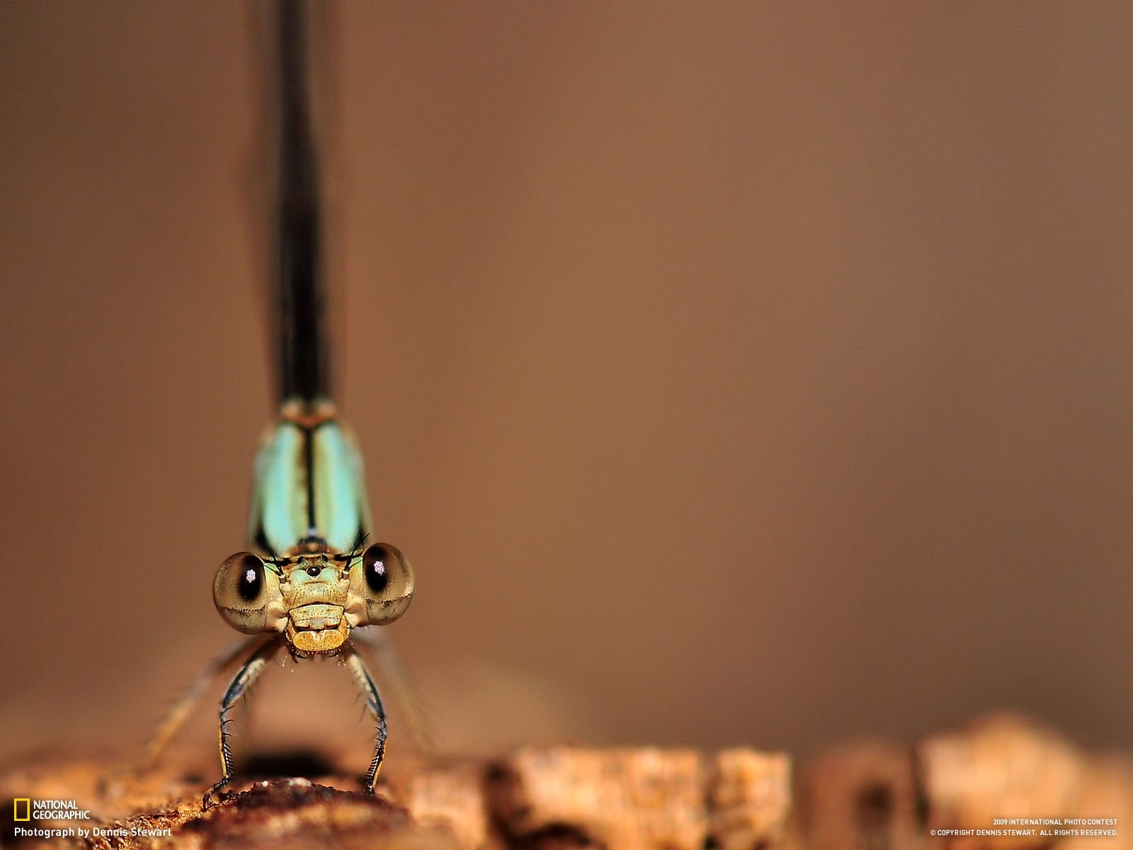 dragonfly eyes foot