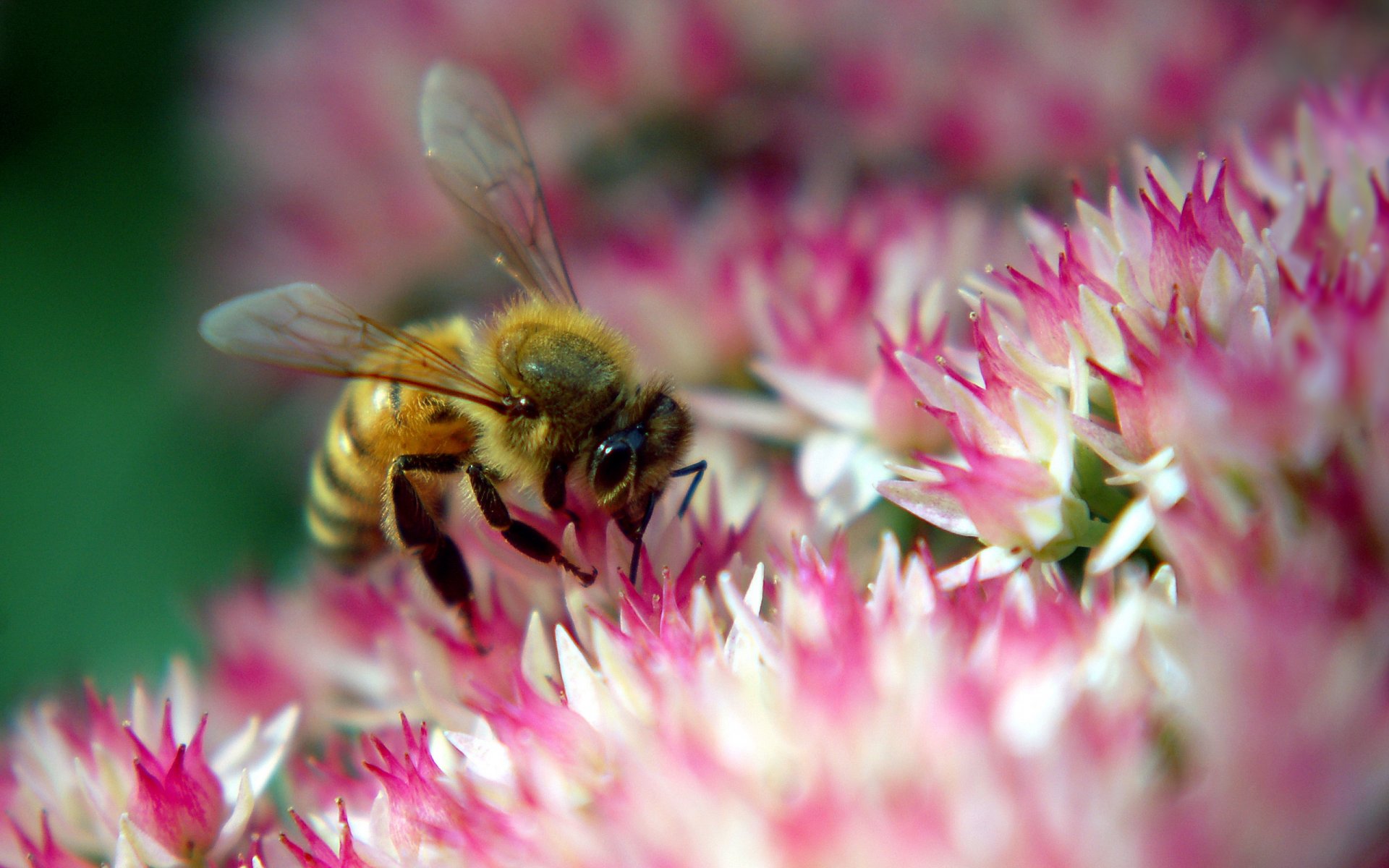 abeille rose fleur