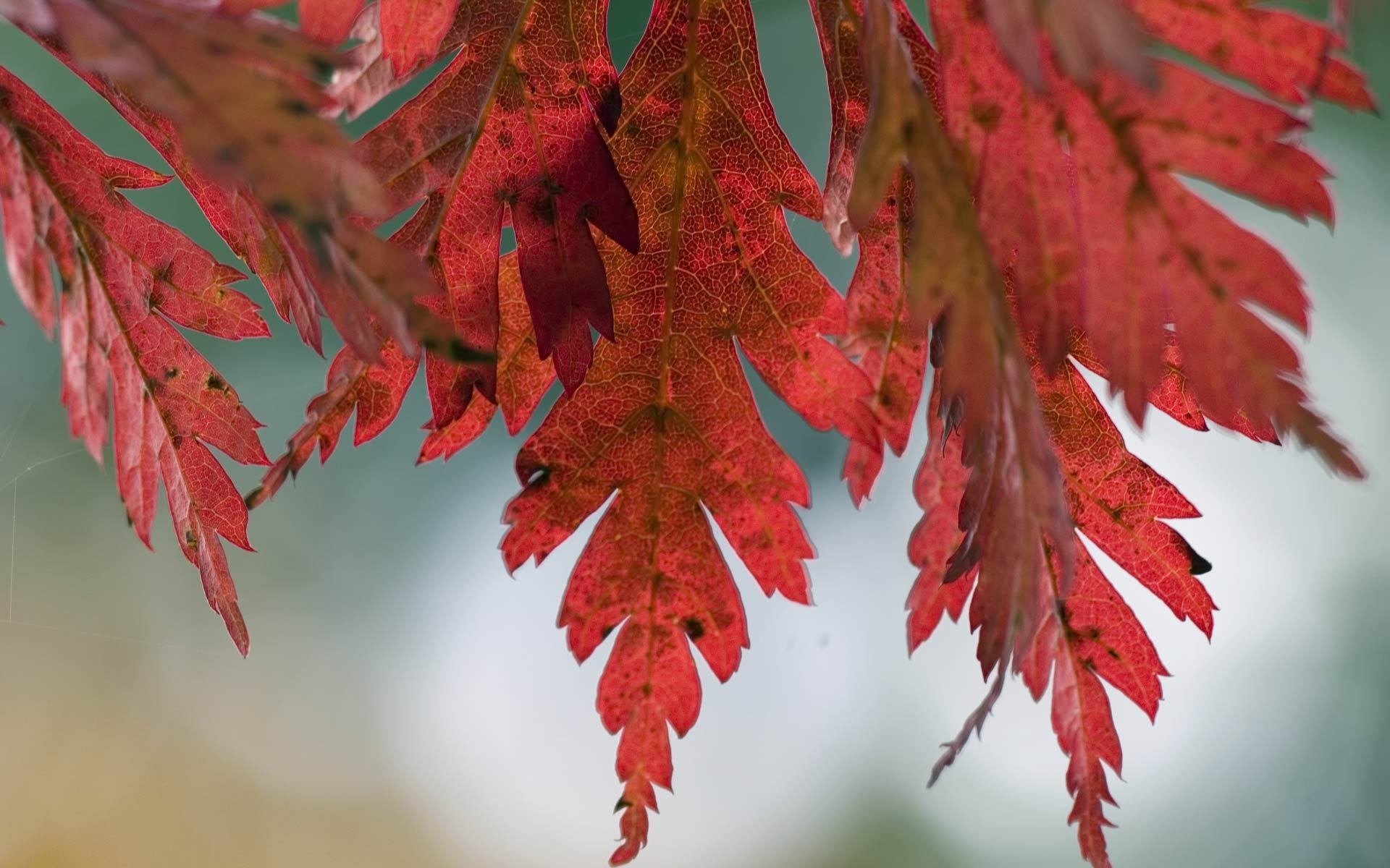 tree leaves nature autumn close up